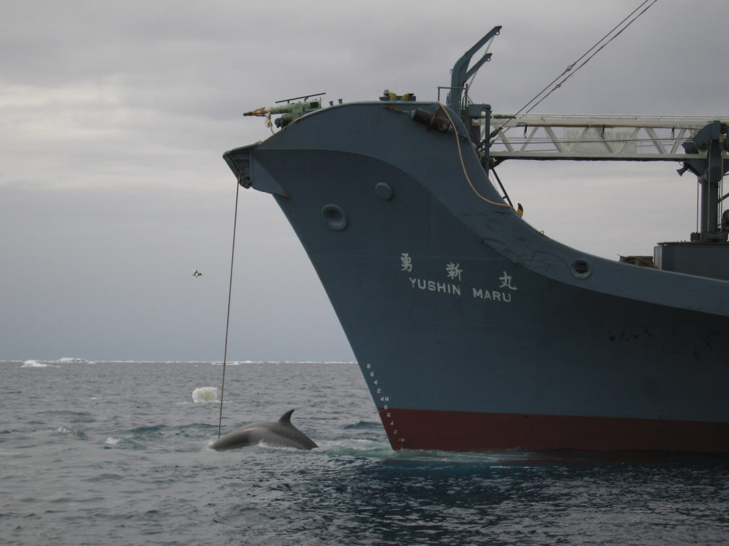 Le navire Yushin Maru en pleine chasse à la baleine en 2008 (© Customs and Border Protection Service, Commonwealth of Australia)