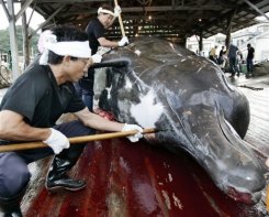 , Washington invite le Japon à s&rsquo;abstenir de chasser la baleine