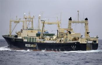 , L&rsquo;Australie ordonne au Japon d&rsquo;arrêter de chasser la baleine dans ses eaux