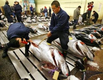 , Le Japon va continuer à manger du thon malgré les craintes aux USA