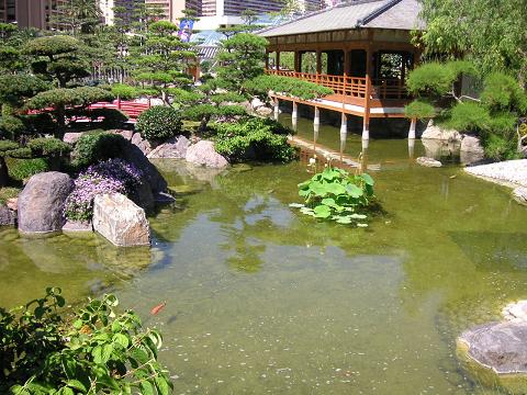 , Le maître nippon soigne le jardin japonais