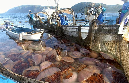 , Le Japon et l&rsquo;Australie s&rsquo;entendent pour résoudre le conflit concernant la pêche à la baleine