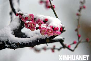 , Des fleurs d&rsquo;abricotier du Japon sous la neige