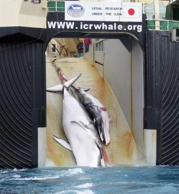 , Les japonais sont pour la chasse à la baleine
