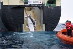 , L&rsquo;UE accuse à nouveau le Japon de pêche illégale