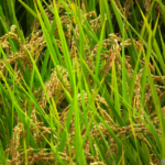 , Un nouveau riz issu d&rsquo;une collaboration franco-japonaise