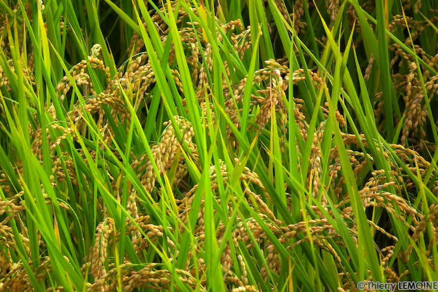 , La récente récolte de riz d&rsquo;Iwate commercialisée après avoir passé les tests de radiation