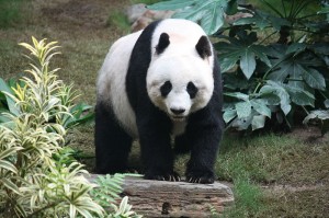 , Un panda pour redonner le sourire aux enfants de Sendai