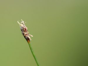 , Une plante d’étang pour aider à nettoyer Fukushima