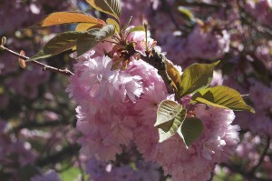 , Cerisiers en fleurs à Tôkyô