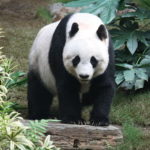 , Un bébé panda au zoo de Ueno?