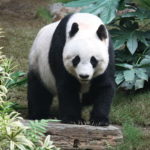 panda , Un bébé panda au zoo de Ueno?