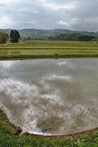 Paysage rizicole sur l'île de Sado, Niigata (© Dibuix)
