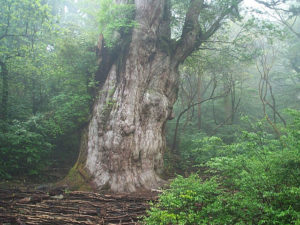 Le cèdre dit « Jômon » sur l'île de Yakushima (© Yosemite)