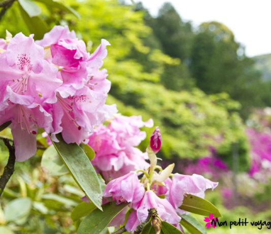 Découvrez en vidéo le temple Mimuroto-jide à Kyôto