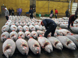 Étalage de thon rouge (maguro), marché aux poissons de Tsukiji à tôkyô Photo CC3.0 Fisherman