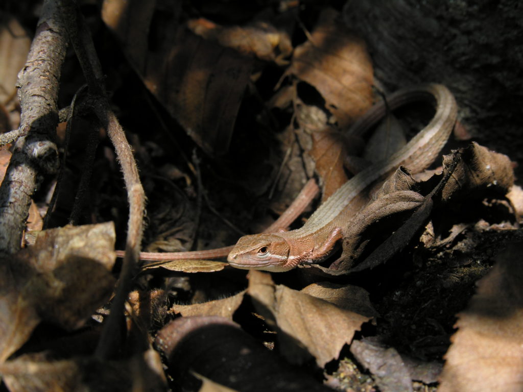 Le Takydromus tachydromoides, éspèce endémique du Japon (© Yasunori Koide)