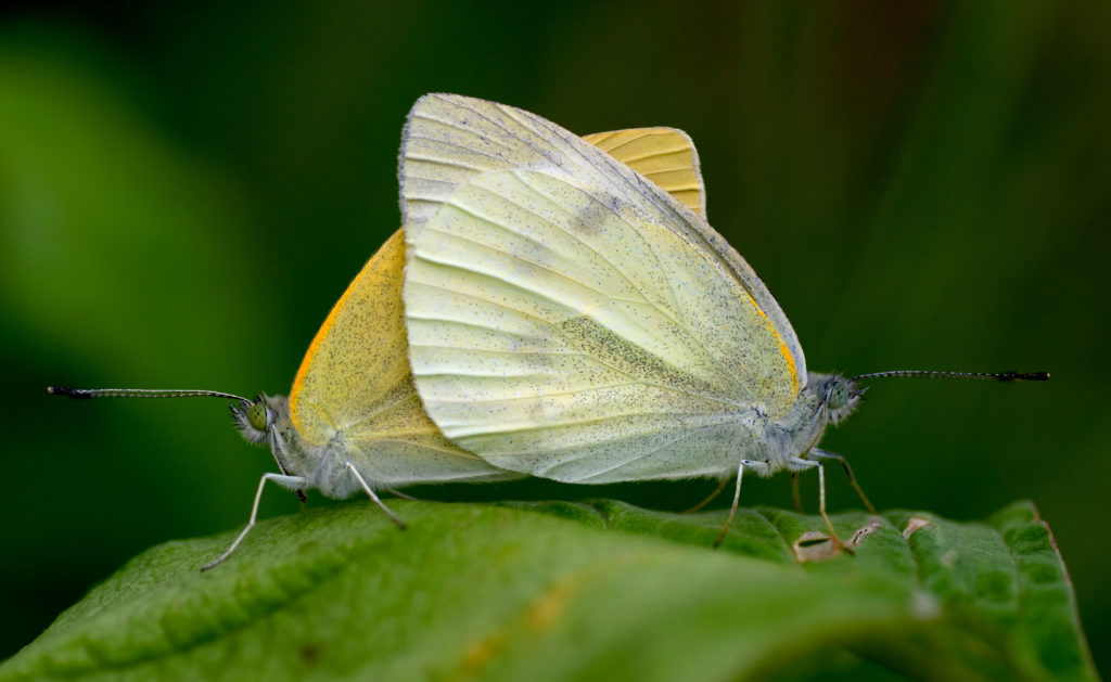 Deux Piérides de la rave – papillons de la famille des Pieridae – pendant l'accouplement. P. rapae est une des espèces de papillons diurnes les plus répandues et communs. Elle est présente naturellement en Eurasie jusqu'à la péninsule Arabique, au Maghreb, au Islande et au Japon (© 池田正樹)