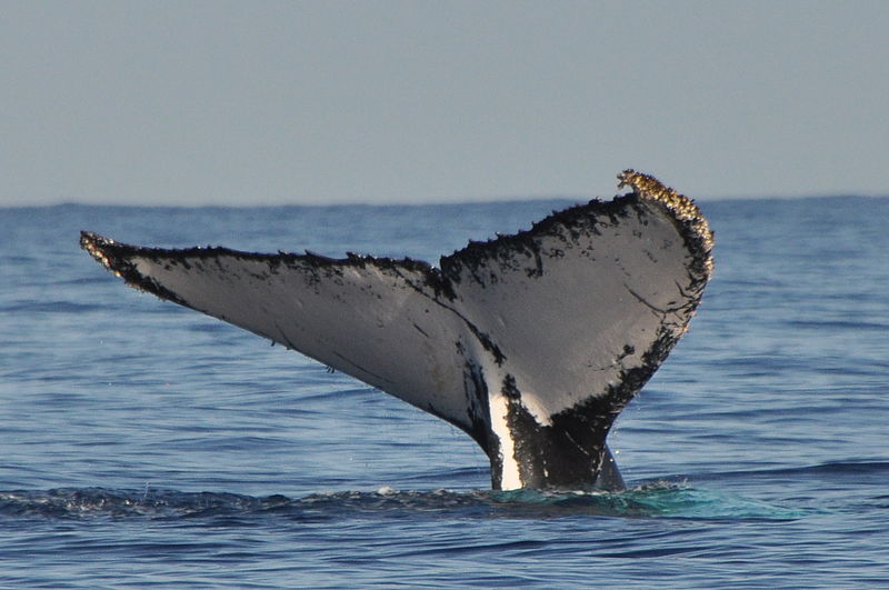 baleine-nageoire