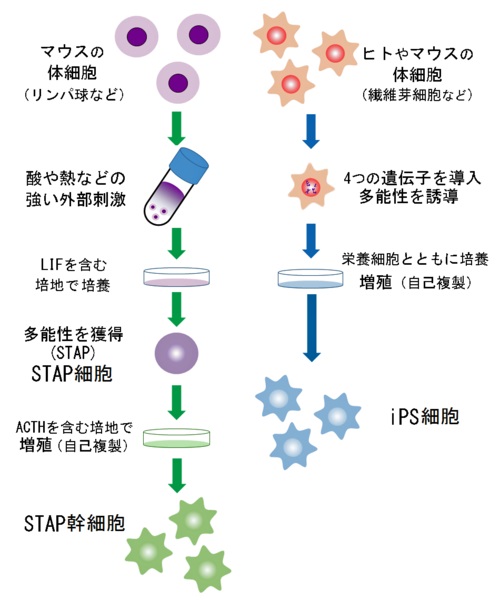 Schéma sur les cellules STAP. Photo : S. Noue, 3 février 2014 