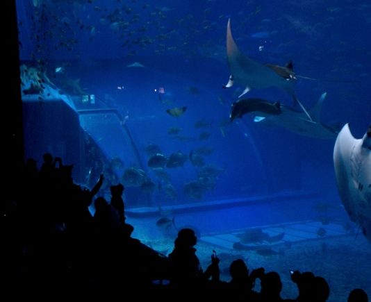 Road trip à Okinawa (1ère partie)