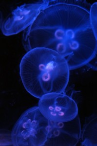 Aquarium-Okinawa-2