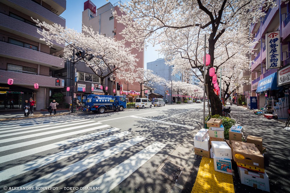 tokyo-ohanami-issekinicho