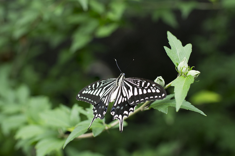 Le papillon Agehachô, un des insectes préférés des Japonais (© Jean-François Heimburger)