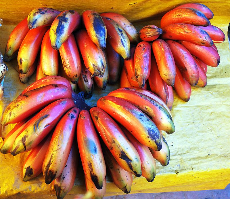 L'étude ne précise pas quelle banane est la plus glissante. Ici des bananes rouges. (© Thelmadatter)