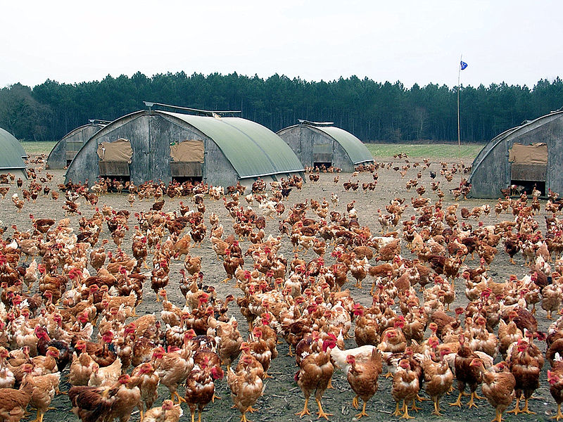 Un élevage de poulets dans les Landes (© Jibi44)