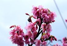 Janvier sous les cerisiers