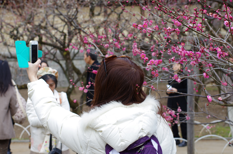 Les selfies devant des fleurs d'abricotiers du Japon sont à la mode dans l'Archipel © Jean-François Heimburger