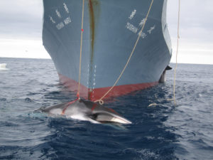 Le Yushin Maru et sa prise du jour une baleine de Minke (© Customs and Border Protection Service, Commonwealth of Australia)