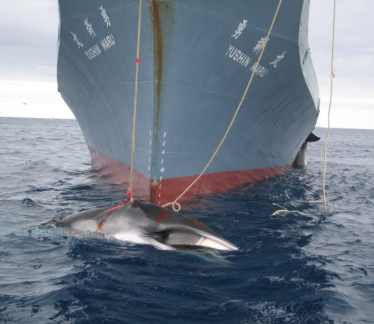 Chasse à la baleine | Pluies diluviennes | Élections de juillet