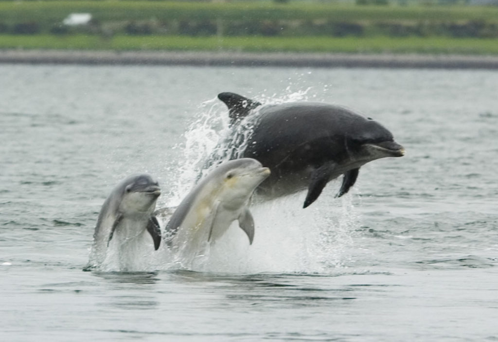 Grands dauphins  (©NMFS Southwest Fisheries Science Center (NOAA))