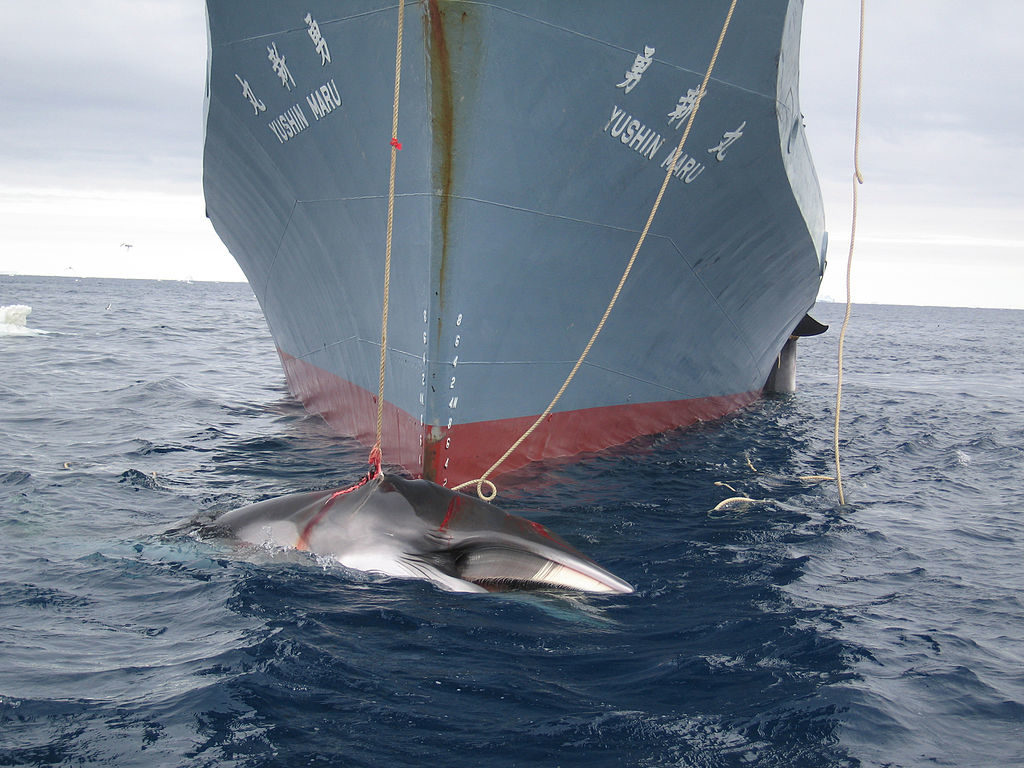 Baleine capturé par le navire Yushi Maru  (© Customs and Border Protection Service, Commonwealth of Australia)