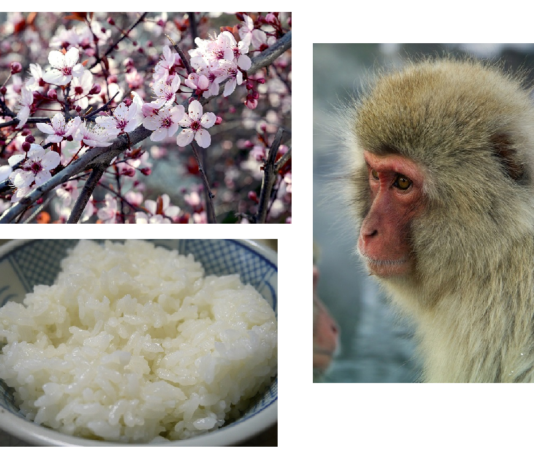 Les nippologies et l’identité japonaise – partie I