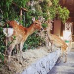 Cerfs Sika à Nara