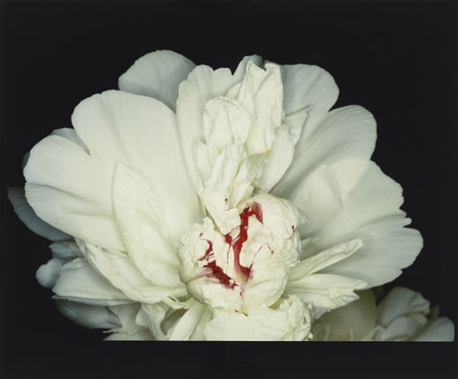 Nobuyoshi Araki, Shijyo Tokyo (Tokyo, sentiment poétique), 1996, impression directe RP ultérieure, H. 40 cm ; L. 60 cm, Taka Ishii Gallery © Nobuyoshi Araki / Courtesy Taka Ishii Gallery