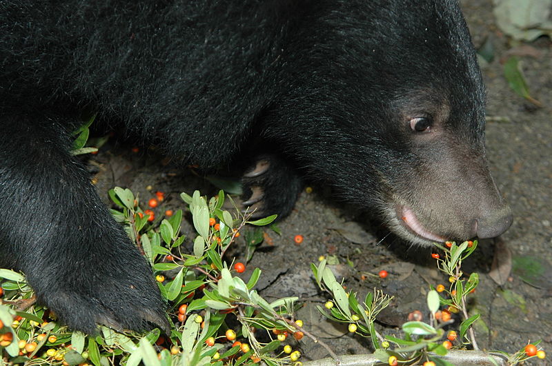 Un ours noir d'Asie, omnivore, en train de manger des baies. (© Abu0804)