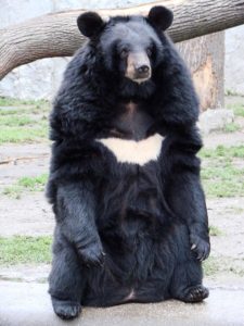 Un ours noir d'Asie adulte, semblable a celui responsable des attaques, reconnaissable à sa marque blanche en forme de V. (©Guérin Nicolas)