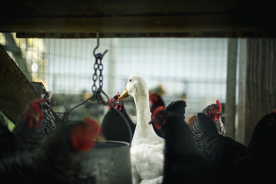 Image d'illustration d'une ferme avicole (© Tookapic)
