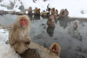 , Un zoo euthanasie 57 macaques « batards »