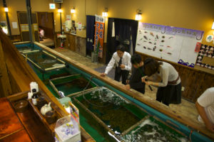 , Au Japon, pêchez votre propre poisson dans un restaurant