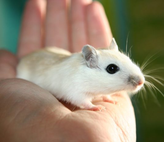 Des gènes responsables du caractère docile des animaux