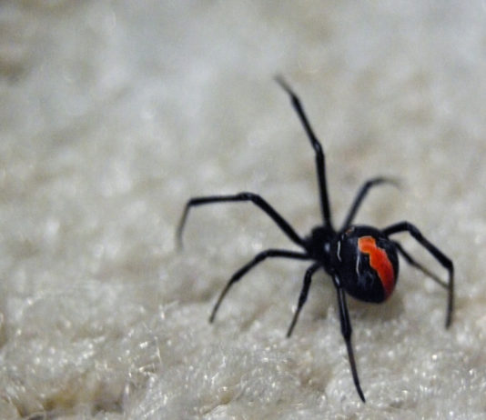 Des insectes japonais à éviter