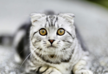 Affaire de tentative de meurtre: Un suspect improbable