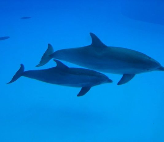 Tournée Asie – Océanie | Estimation du nombre de travailleurs étrangers | Insémination artificielle