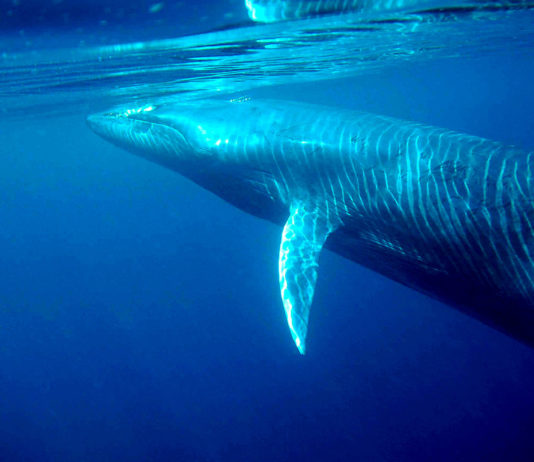 Corée retirée de la liste blanche | Baleine aux enchères | Peine de mort
