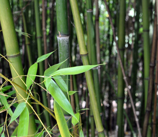 Vol perturbé pour Abe | Distinctions honorifiques | Bambou comme biocombustible